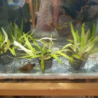 گیاه طبیعی بدونco2 کم توقع قابل کاشت در شن عادی|ماهی|ملایر, |دیوار