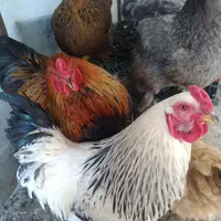 تخم نطفه دار گلین لری و برهما