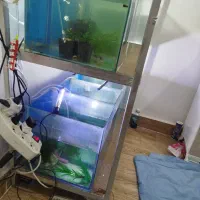 آکواریم|ماهی|باسمنج, |دیوار