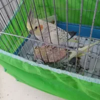 عروس هلندی|پرنده|تهران, اسکندری|دیوار