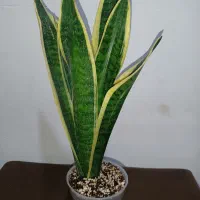 سانسوریا کرواتی ابلق