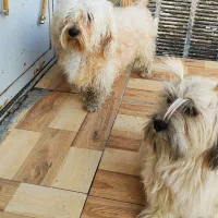 سگ شیتزو مولد نر و ماده