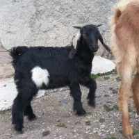 بزغاله پاکستانی