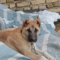 سگ.|سگ|مرند, |دیوار