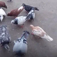کفتر