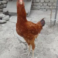 فروش خروس دورگه لاری.در بندرگز