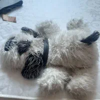 عروسک پشمالو|اسباب‌بازی بچه|گرگان, |دیوار