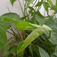 گل سینگونیوم (گوش خرگوشی)|گل و گیاه طبیعی|اصفهان, جاوان|دیوار
