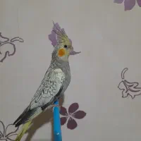 پرنده عروس هلندی ماده|پرنده|ملایر, |دیوار