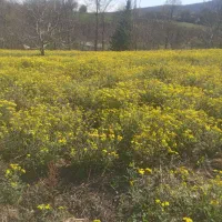 ۱۰۰۰مترزمین مسکونی فروش