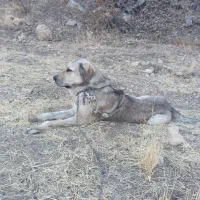 سگ ماده نژاد دار