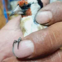 سهره فروش یا معاوضه|پرنده|شاهینشهر, حافظ شمالی|دیوار