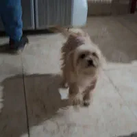 سگ پا کوتا (شیوا|سگ|بهارستان, |دیوار