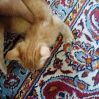 واگذاری گربه|گربه|سمنان, |دیوار