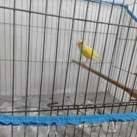 قناری ماده جوان