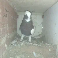 تعدادی کبوتر ،طوق سرخ وسیاه وسبزوشازده زرین