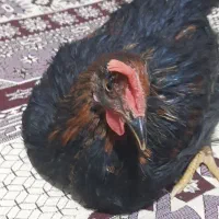 مرغ سیاه ۶ماهه|حیوانات مزرعه|گلستان (تهران), |دیوار