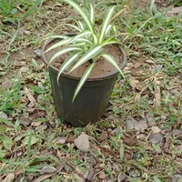 گل عنکبوتی