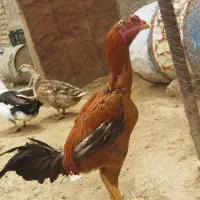 خروس لاری 6ماهه اصیل