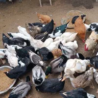 حیوانات مزرعه|حیوانات مزرعه|کیاشهر, |دیوار