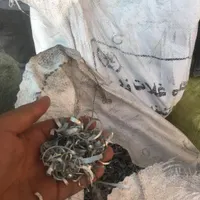 سفاله خشک و نرم|عمده‌فروشی|تهران, شهرک دریا|دیوار