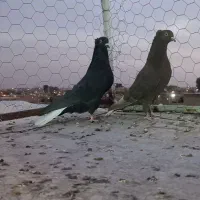 دم سفید نر و ماده