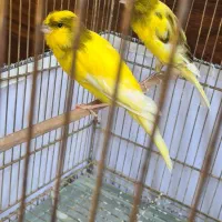 قناری نر ابلغ