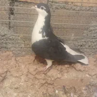 سلام به عشقبازان جفت نرو ماده به فروش می‌رسد