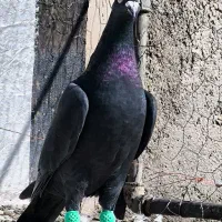 زاغ کرمونی عطیقه|پرنده|قائن, |دیوار