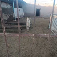 یک عدد نر بز سانن شیشک تازه دندان عوض کرده|حیوانات مزرعه|مشهد, توس (بلوار توس)|دیوار