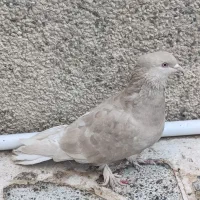 کبوتر ارده ای دمسفید