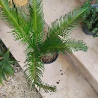 گلهای طبیعی برای حیاط یا بالکن