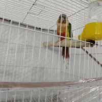 جفت گرینچیک خونگی|پرنده|بیرجند, |دیوار