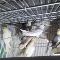 عروس هلندی|پرنده|قم, سراجه (۱۵ خرداد)|دیوار