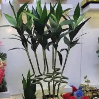 گل مصنوعی بامبو|گل مصنوعی|قزوین, |دیوار