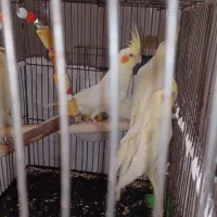 عروس هلندی جوجه ۵۵ روزه دونه خور