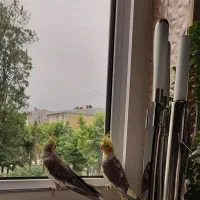 عروس هلندی نر|پرنده|لاهیجان, آهندان|دیوار