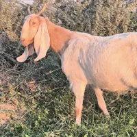 بز پاکستانی آبستن 3ماه دقولوزا|حیوانات مزرعه|خورموج, |دیوار