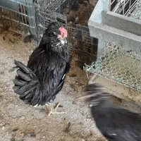 فروش نیمچه مرغ و خروس گلین.|حیوانات مزرعه|شهرکرد, |دیوار