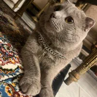 گربه اسکاتیش نر|گربه|ارومیه, |دیوار