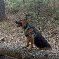 سگ ژرمن|سگ|آشخانه, |دیوار