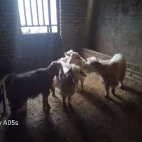 فروش بزغاله