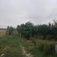 یک-قطعه-زمین-با-درخت