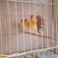 قناری ماده آماده|پرنده|جونقان, |دیوار