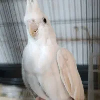 عروس هلندی ماده آلبینو مست و آماده نیمه رام طوطی|پرنده|سنندج, |دیوار