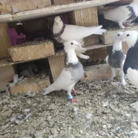 تعداد طوقی هفت رنگ مهر معاوضه با قناری یا سهره|پرنده|بافق, |دیوار