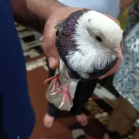 کبوتر هفت رنگ