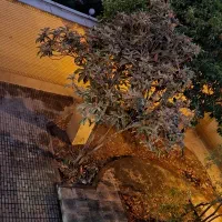 خوابگاه دخترانه|اجارهٔ کوتاهمدت آپارتمان و سوئیت|شیراز, دینکان|دیوار