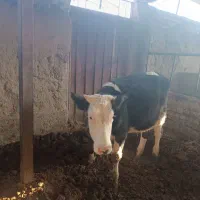 تلیسه هولشتاین سیمینتال گوساله گاو