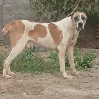 سگ آلابای جوان دهن پاک|سگ|تهران, تهرانپارس شرقی|دیوار